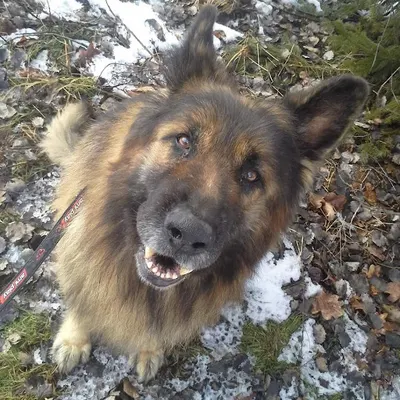 PSICHOLOG Szkolenia Psów Waldemar Leszczyński